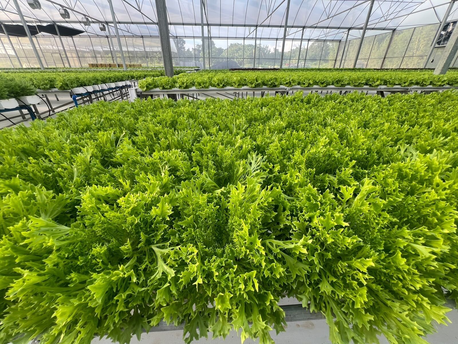 Close-up of frisée lettuce leaves grown hydroponically at SAREEWÂ