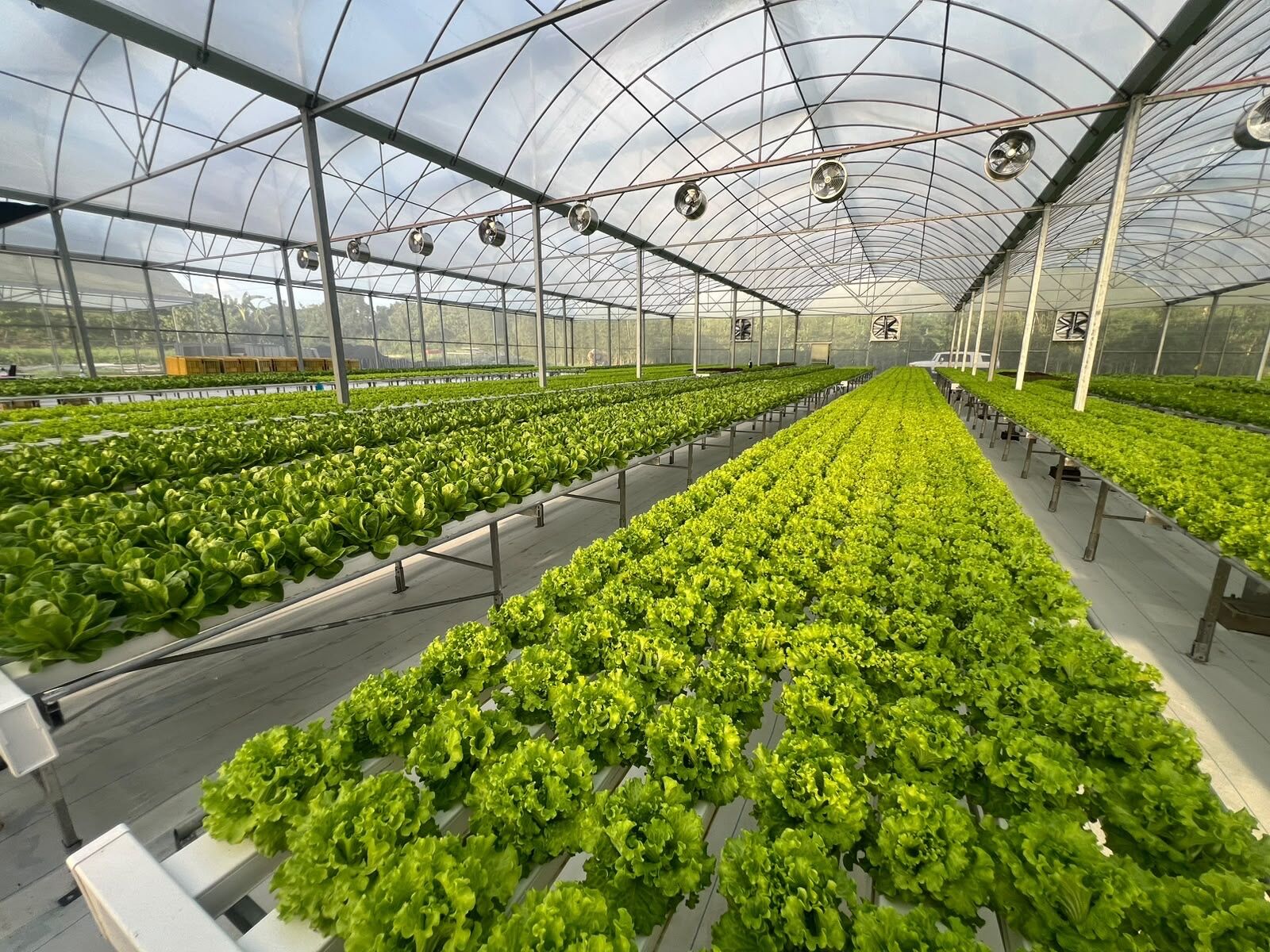 Interior of a SAREEWÂ greenhouse showing long rows of lettuce beneath a protective canopy