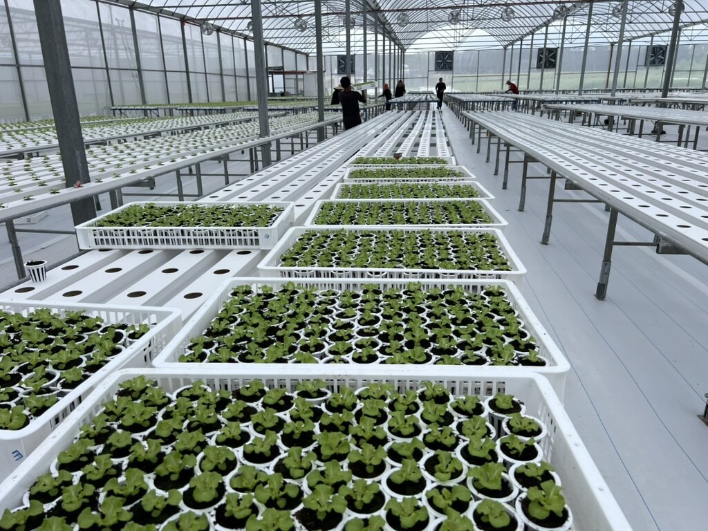 Trays of young lettuce seedlings on nursery benches inside a SAREEWÂ greenhouse
