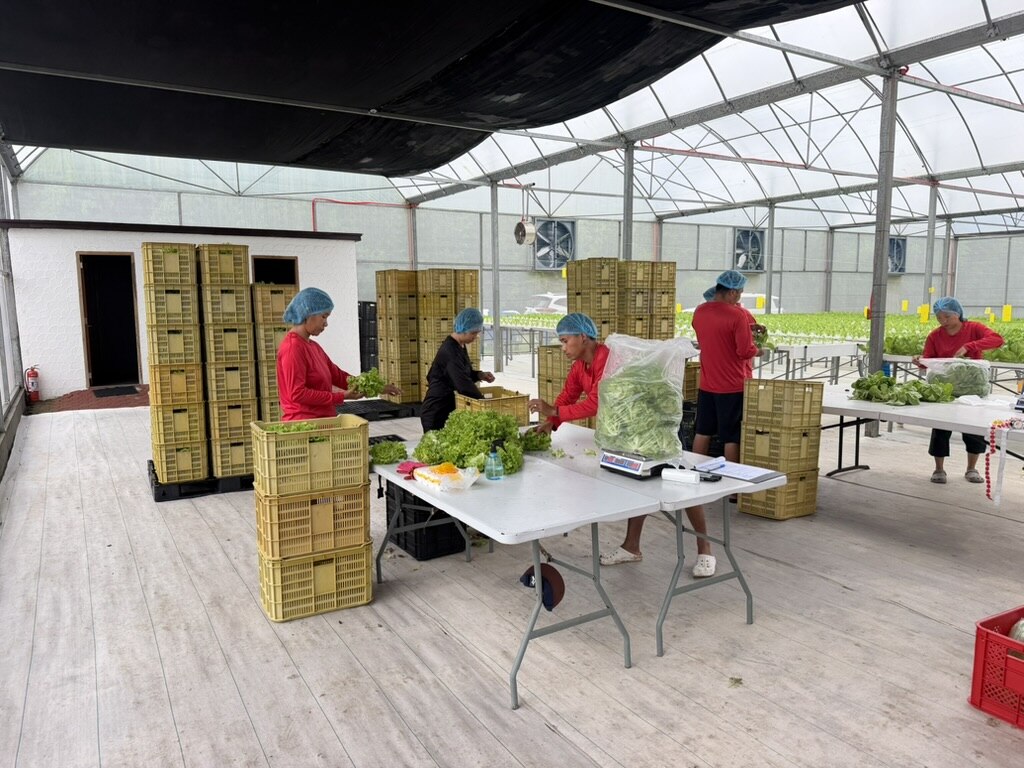 SAREEWÂ post-harvest packing station with staff weighing and packing lettuce into crates